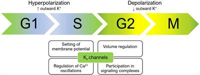 Voltage-Gated Potassium Channels as Regulators of Cell Death